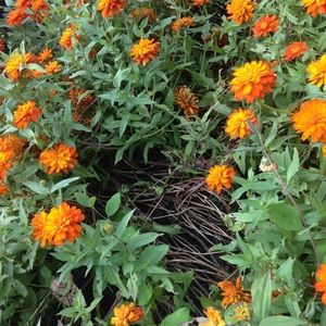 Meet your Posher, Ajanae